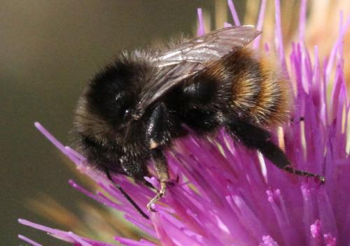 Bombus pomorum
